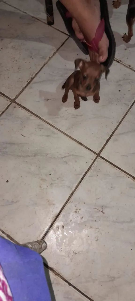 Pinscher  - Foto 2