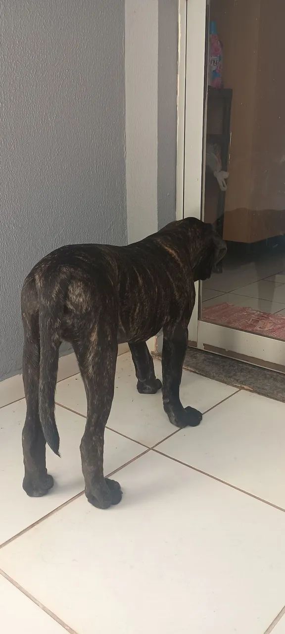 CANE CORSO Filhote Macho - Foto 3