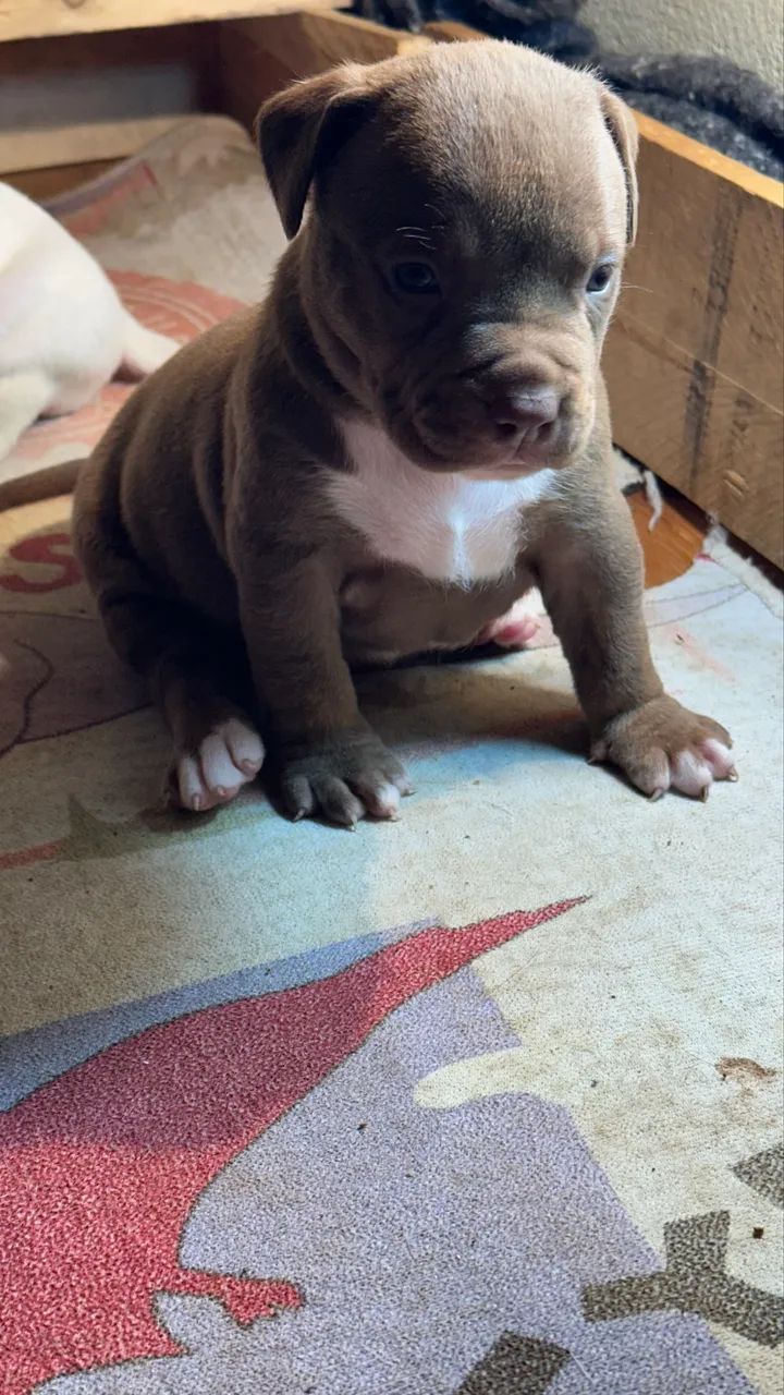 Pit monster  - Foto 2