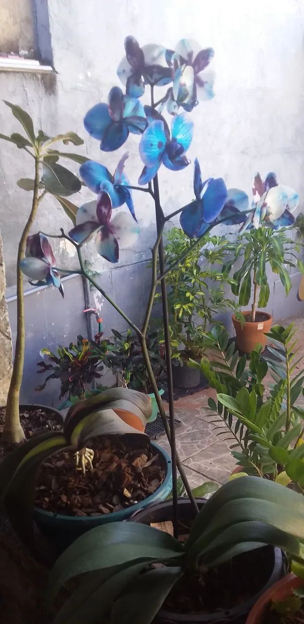Orquídea Azul - Foto 2