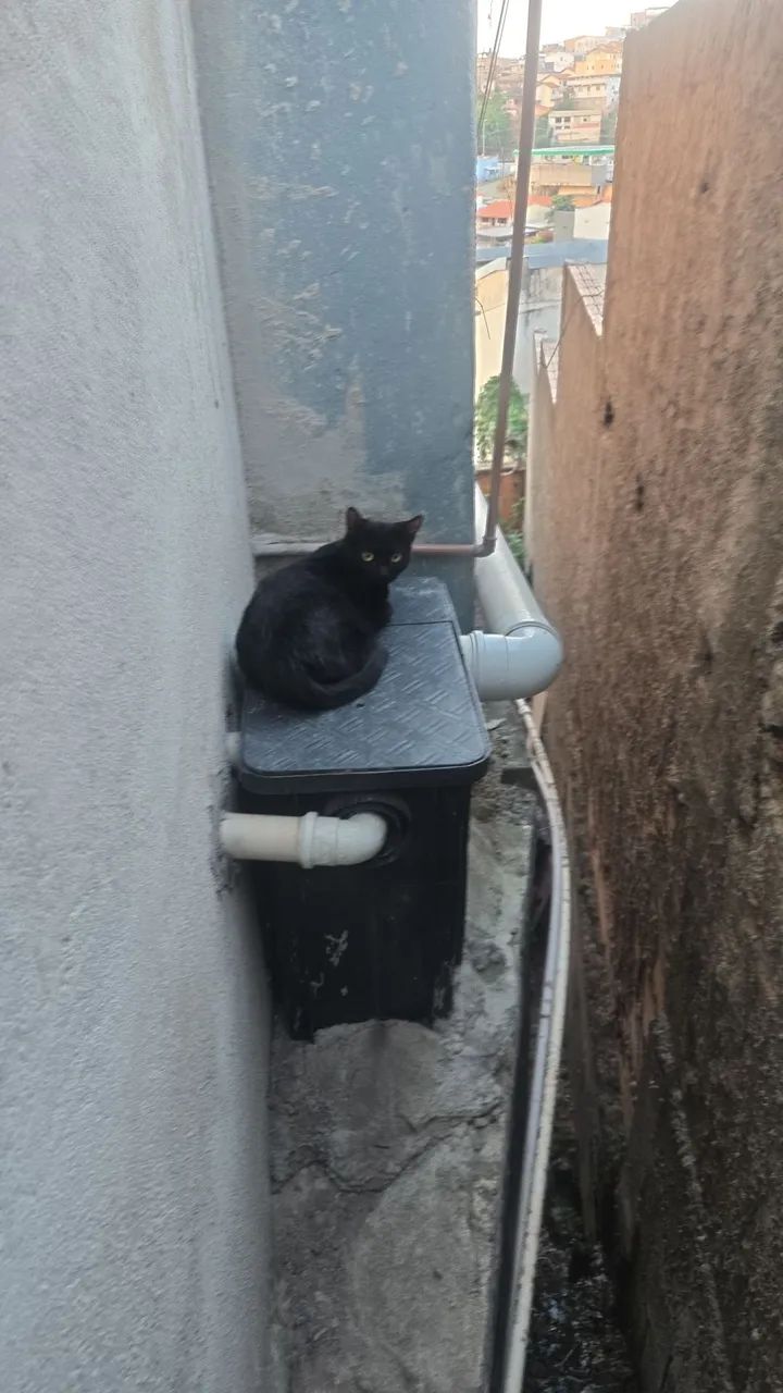 Gata para adoção - Foto 4