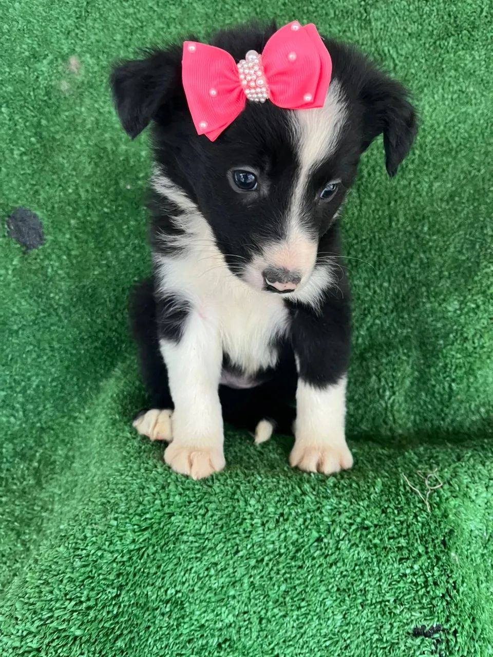 Border collie vendas 