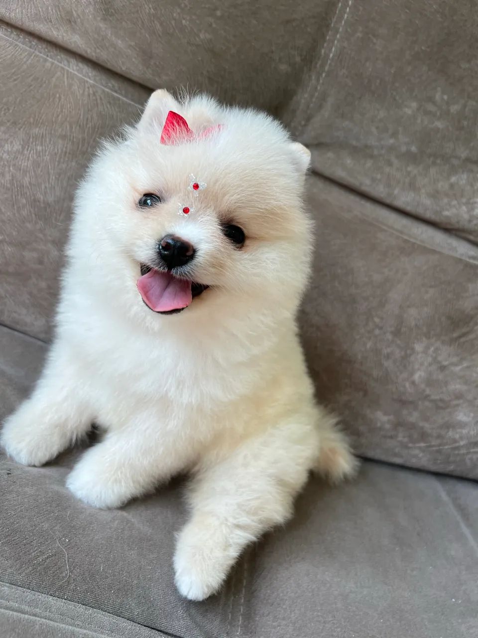 Spitz alemão fêmea