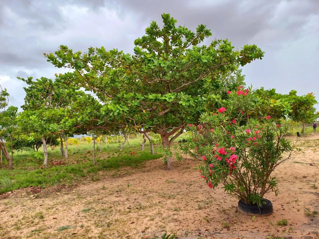 Vendo ou alugo - Foto 5