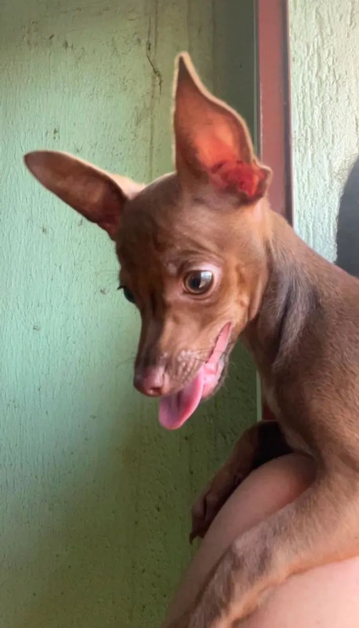 Pinscher 