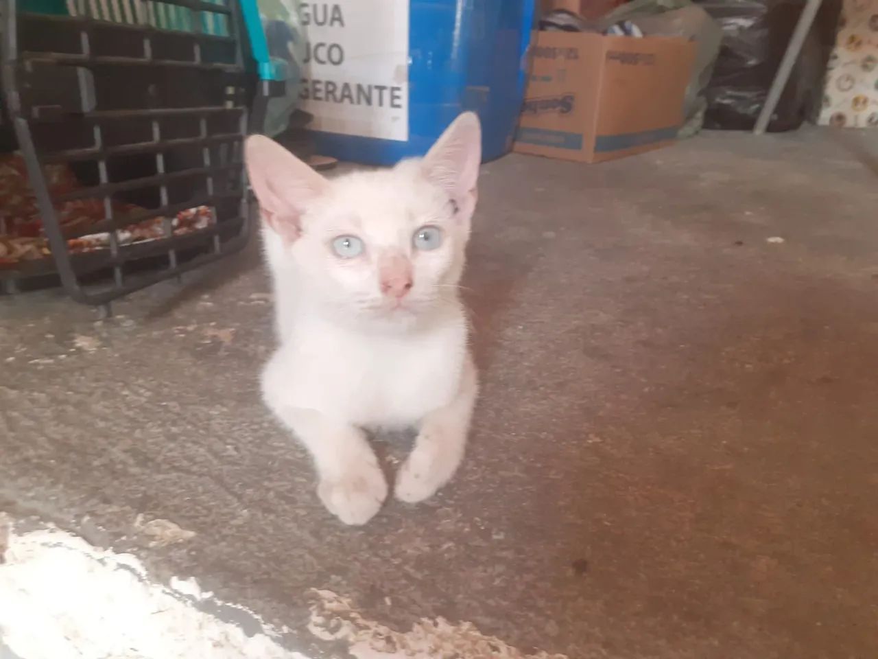 Gatinha pra adoção  - Foto 3