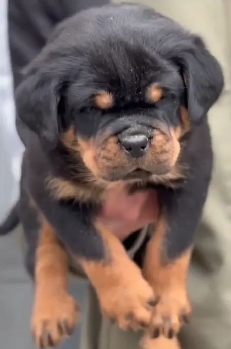 MACHOS E FÊMEAS DE ROTTWEILER - Foto 2