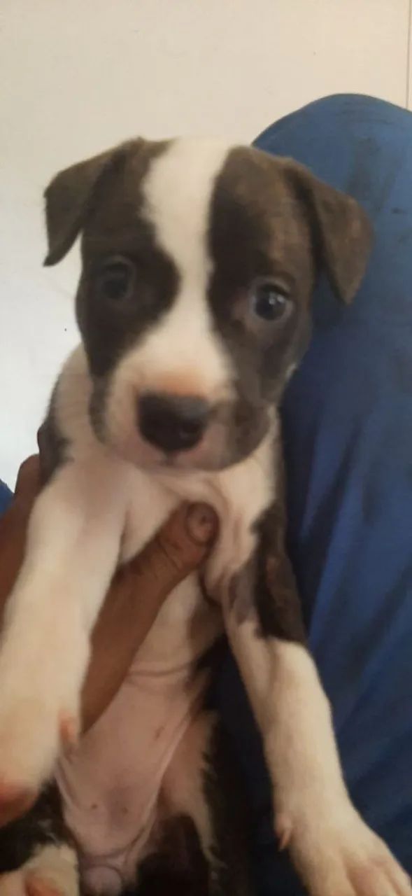 Pit bul American