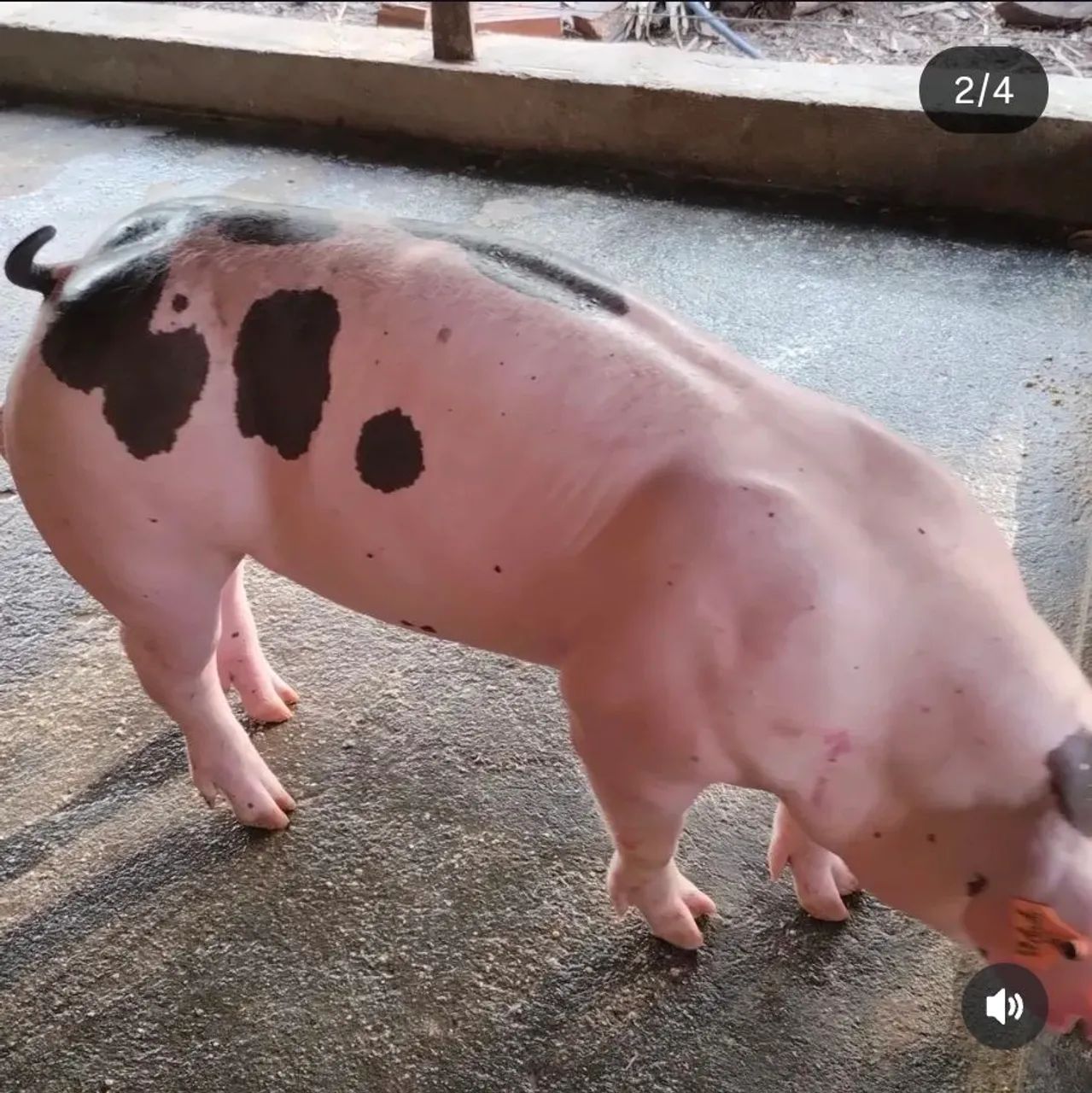 PORCO pietran - Foto 2