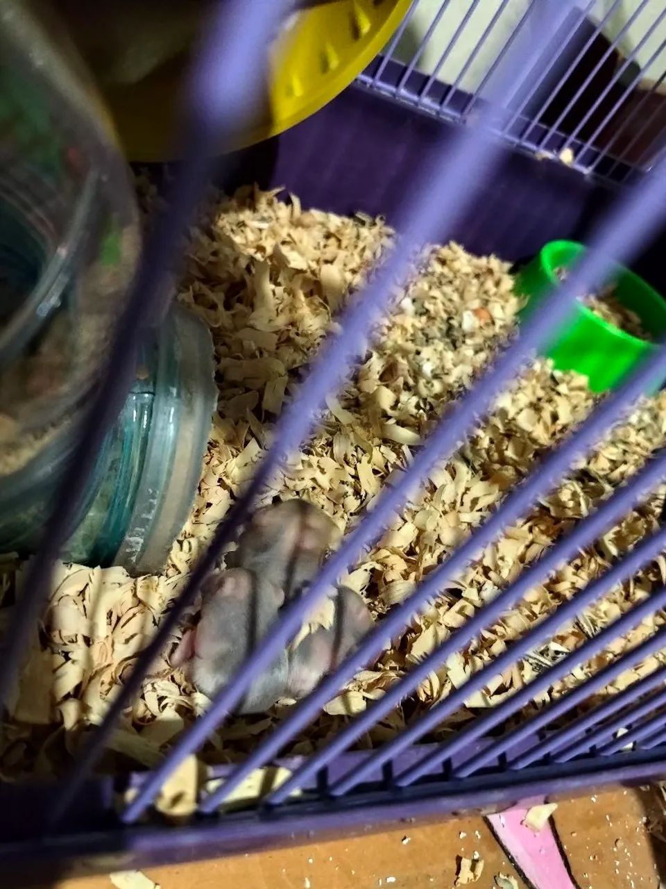 Hamster - Foto 5