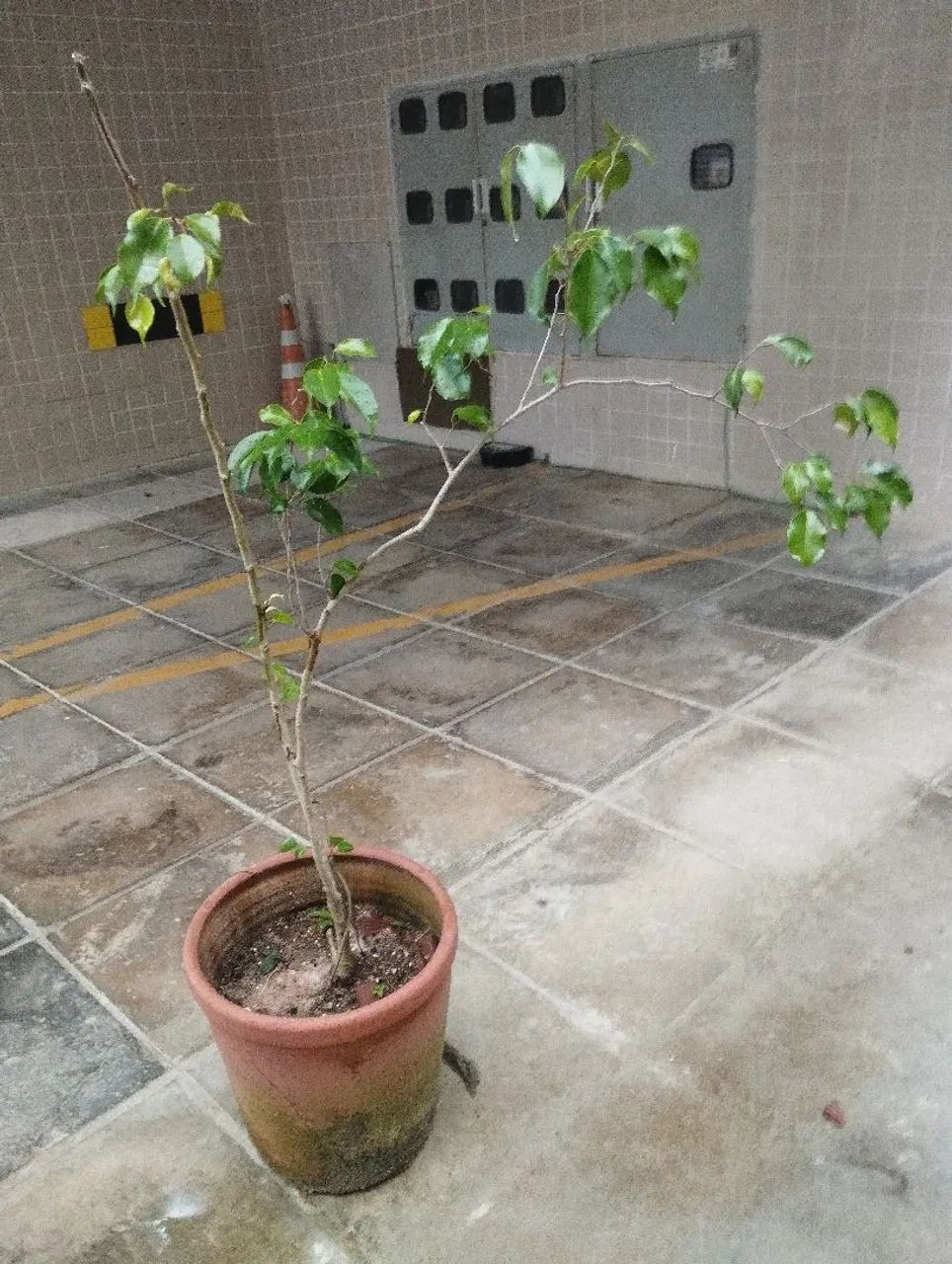Muda de Ficus Benjamin  - Foto 3
