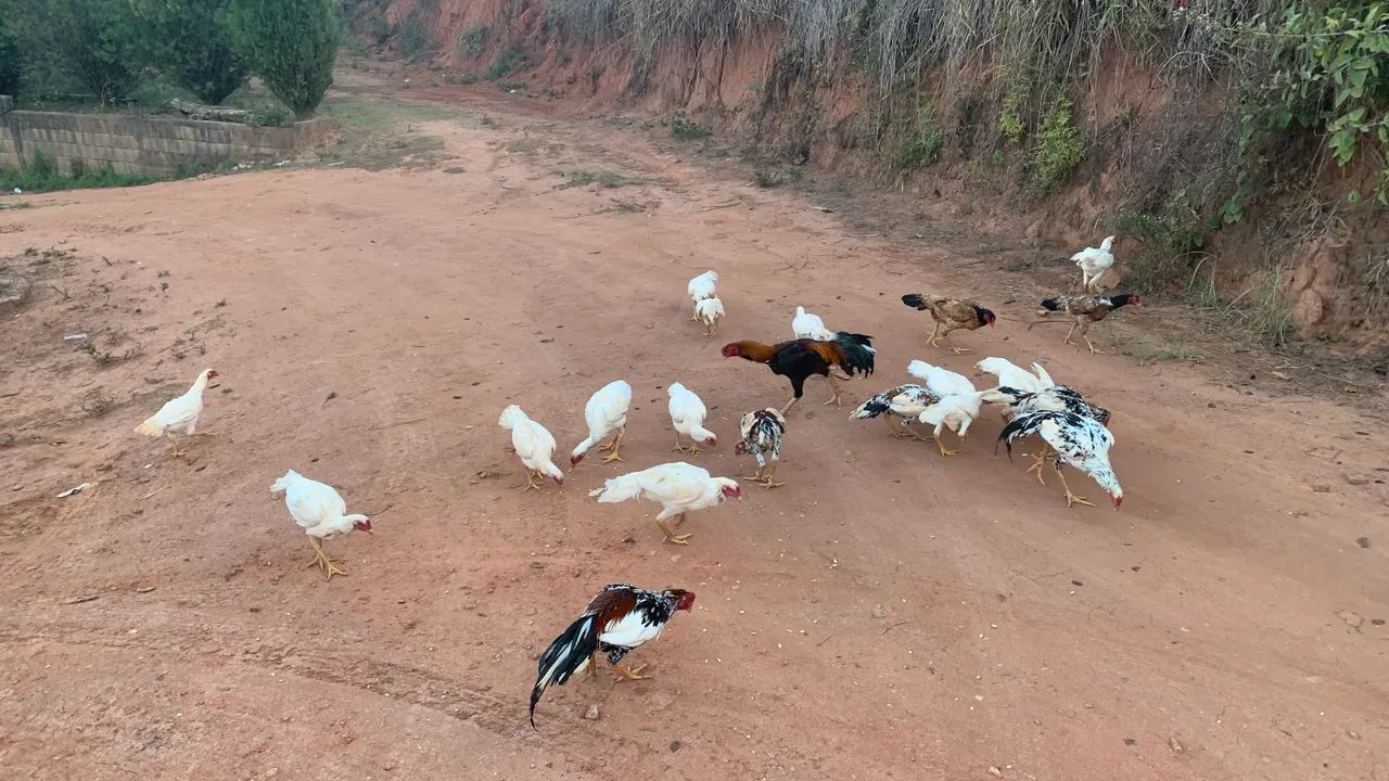 Vendo frangos e frangas índio