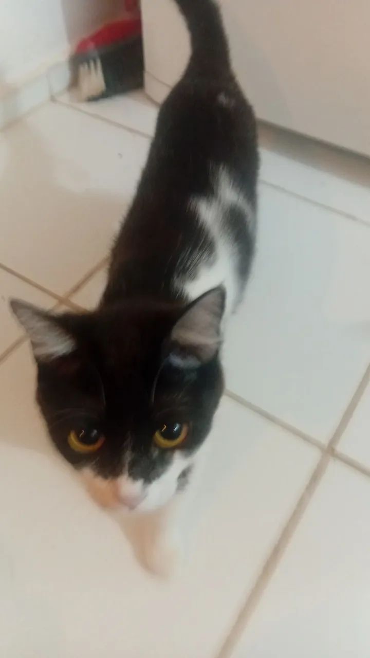 Gata filhote  - Foto 3