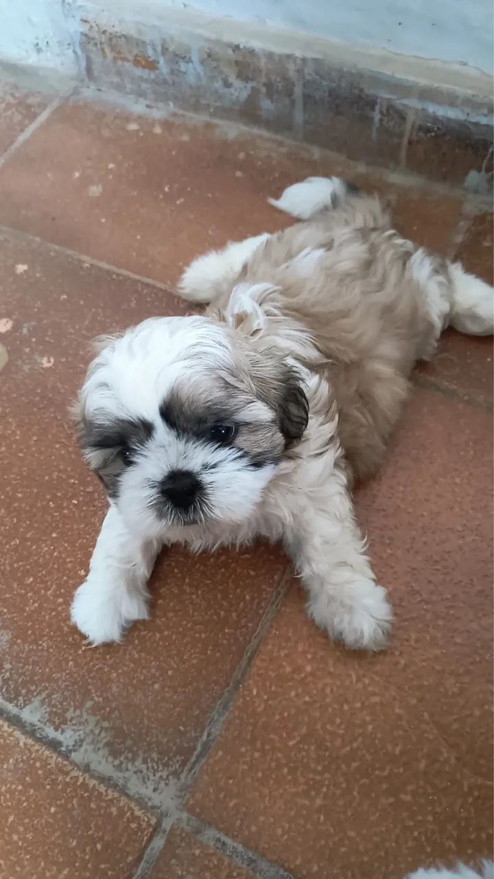 Shih tzu  - Foto 5
