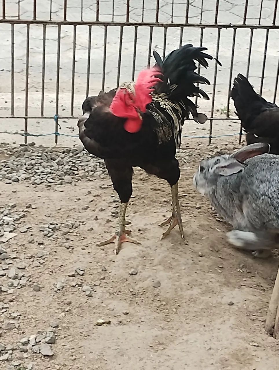 Galo  - Foto 2