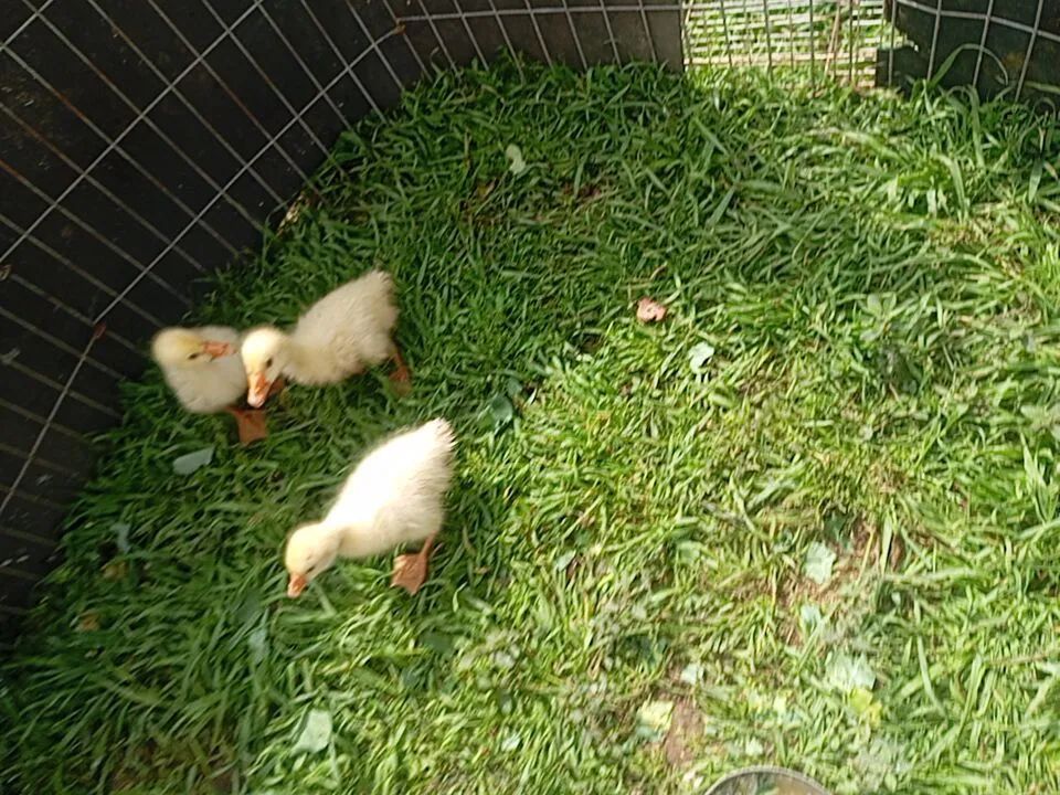 Ganso  - Foto 4