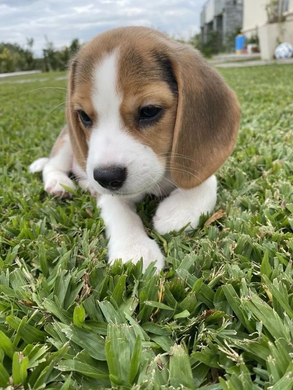 Filhotes de Beagle Incríveis  - Foto 3