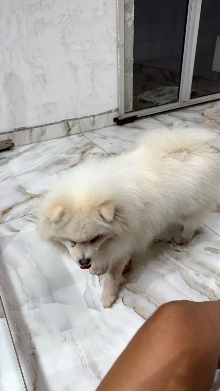 Spitz alemão macho  - Foto 5