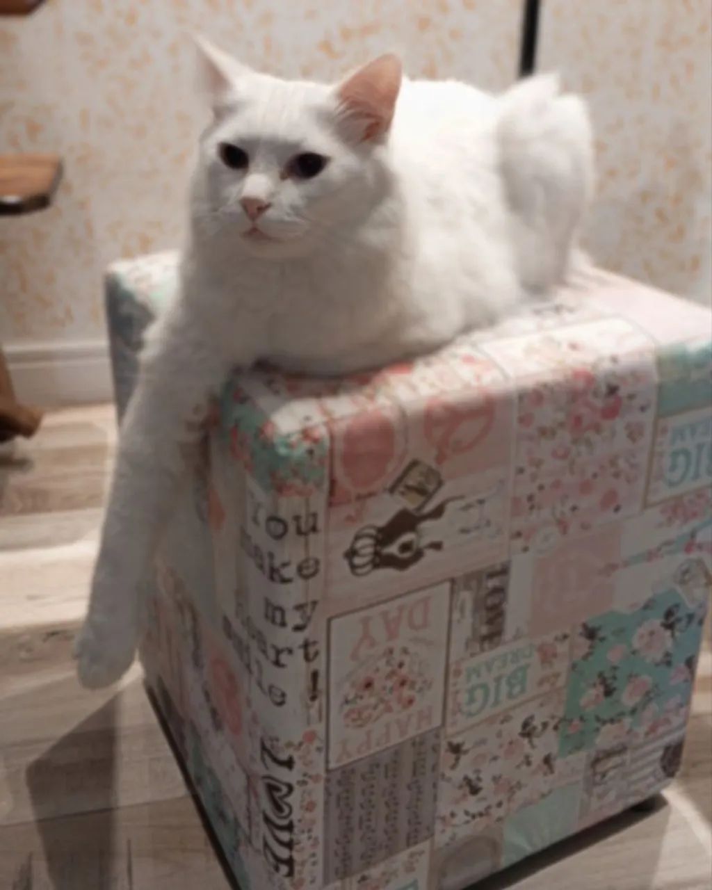 Gatinho para doação  - Foto 3