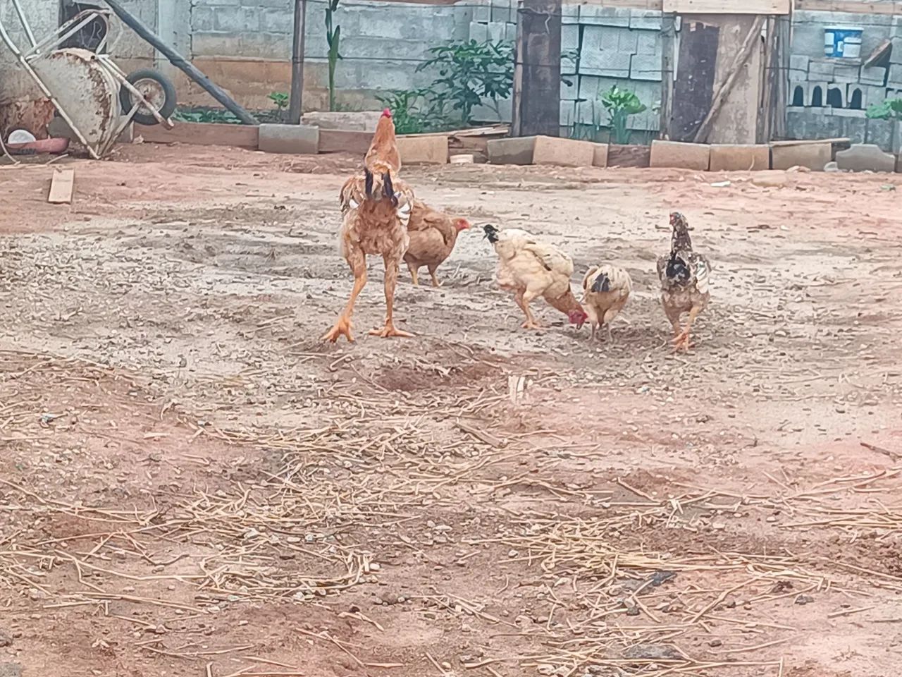 Vendo galinhas  - Foto 3