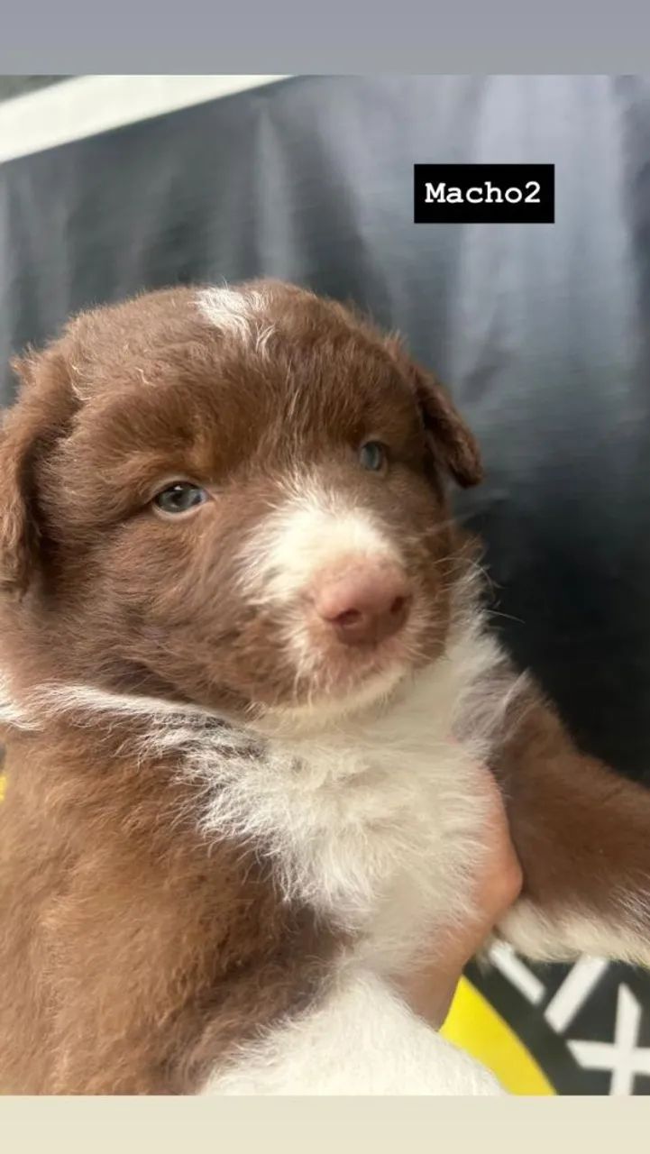 filhotes boder collie 