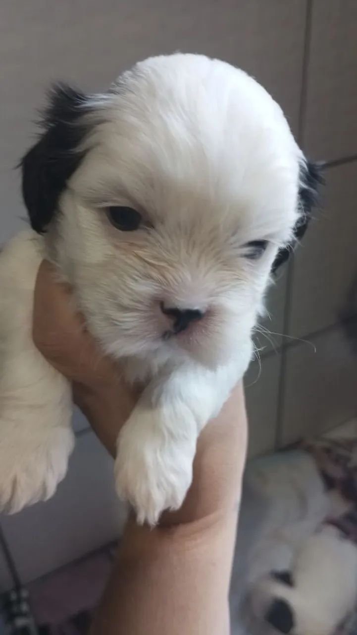 Cachorro 