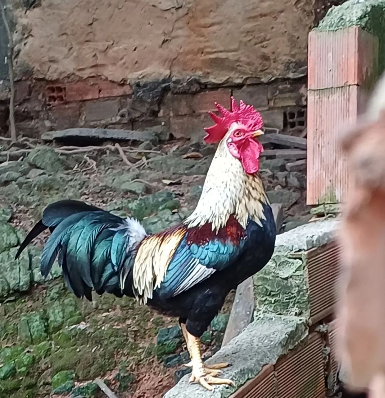 Galo médio 