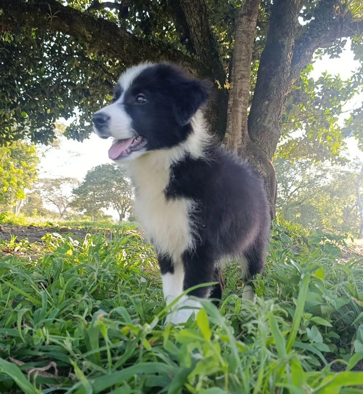 Lindos Border Collie  - Foto 3