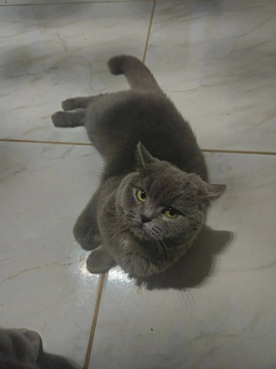 Filhotes de gato British shorthair  - Foto 2