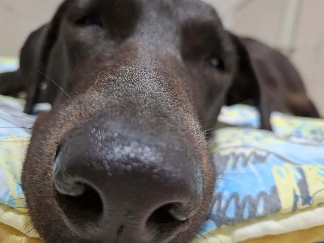 Mestiça de labrador - Foto 4