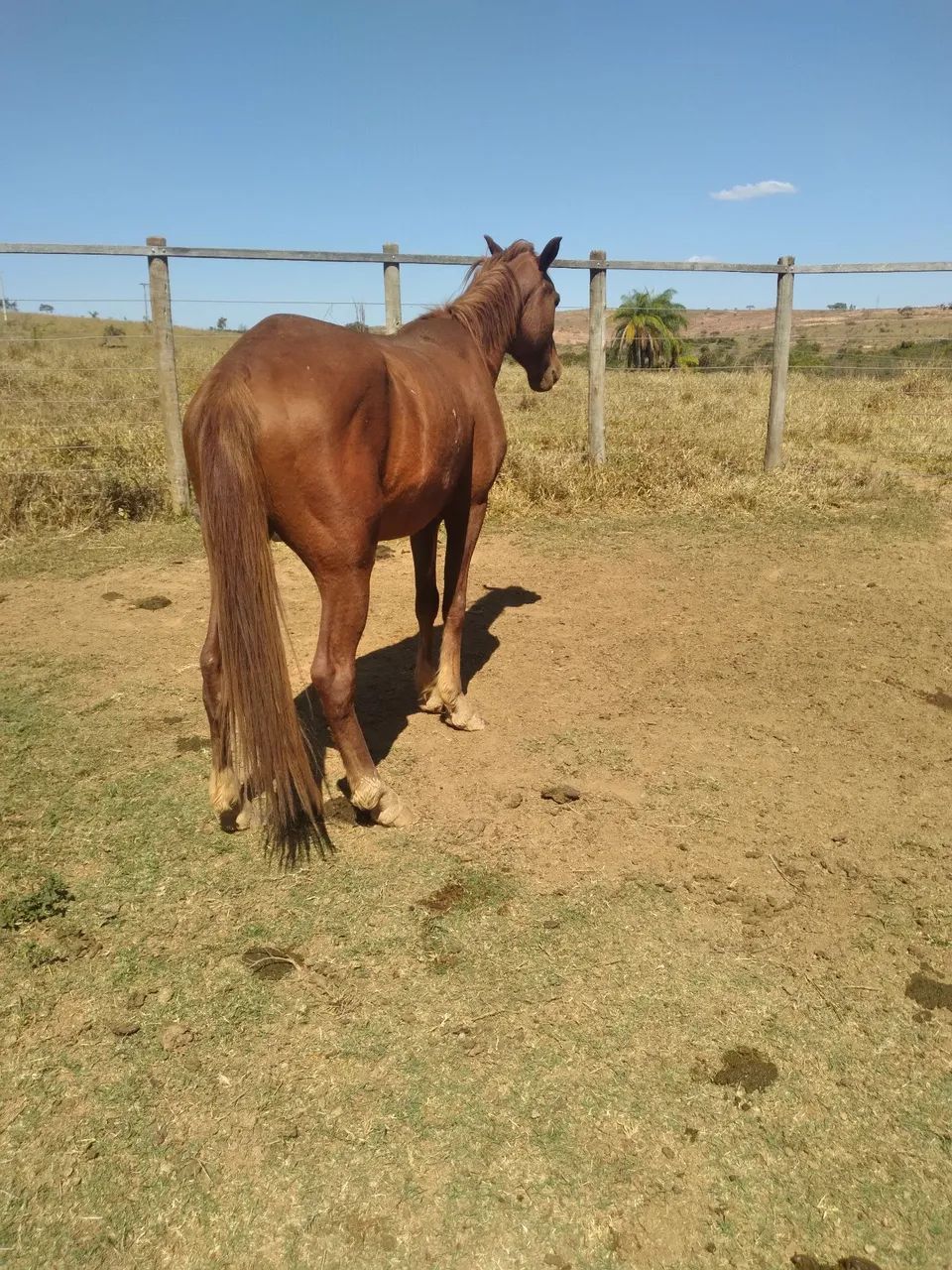 Cavalo 1/2  Sangue Harabe. - Foto 3