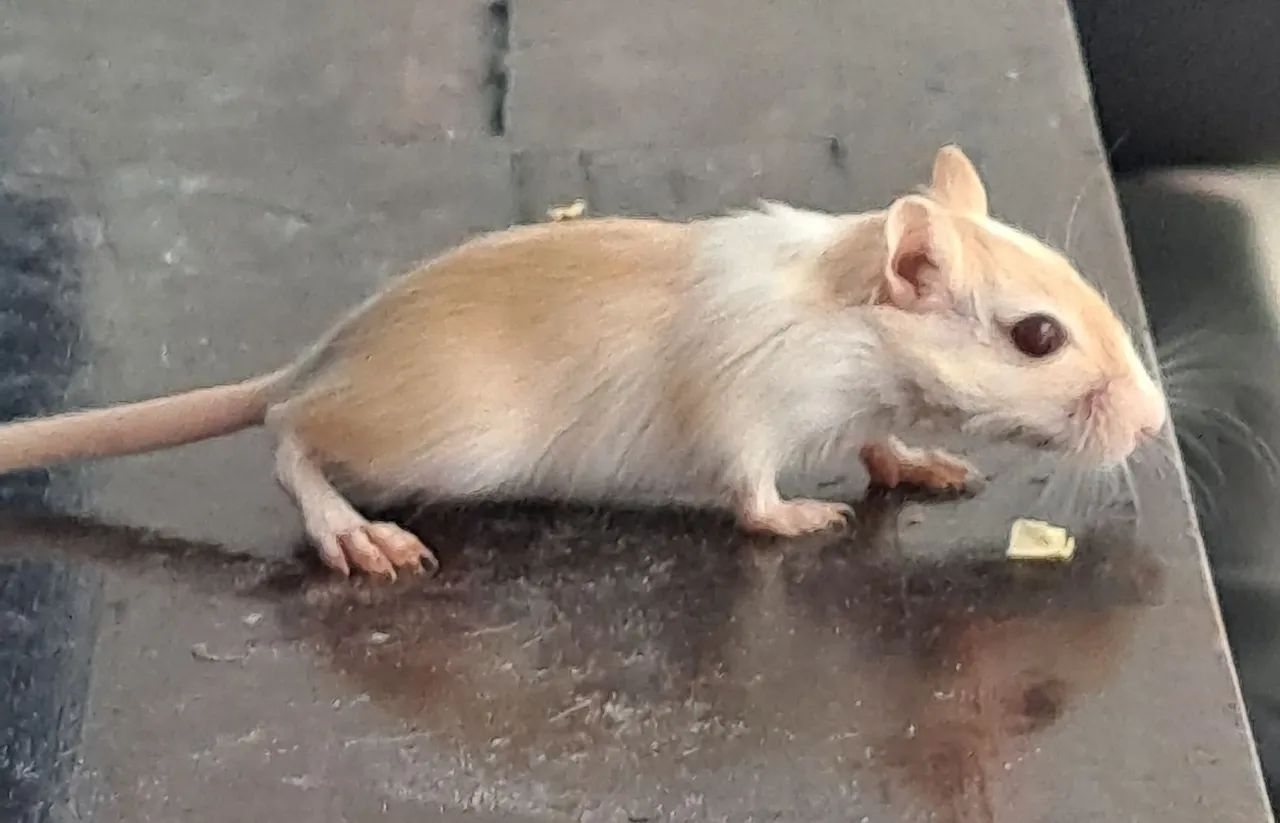 Esquilo da mongolia Gerbil Honey Cream Light Fox - Foto 4