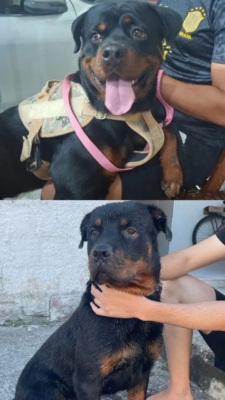 Rottweiler - Foto 3