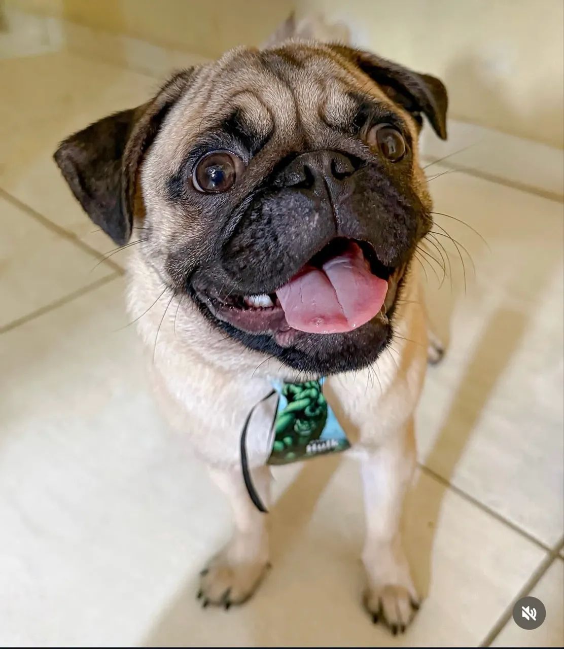 Pug