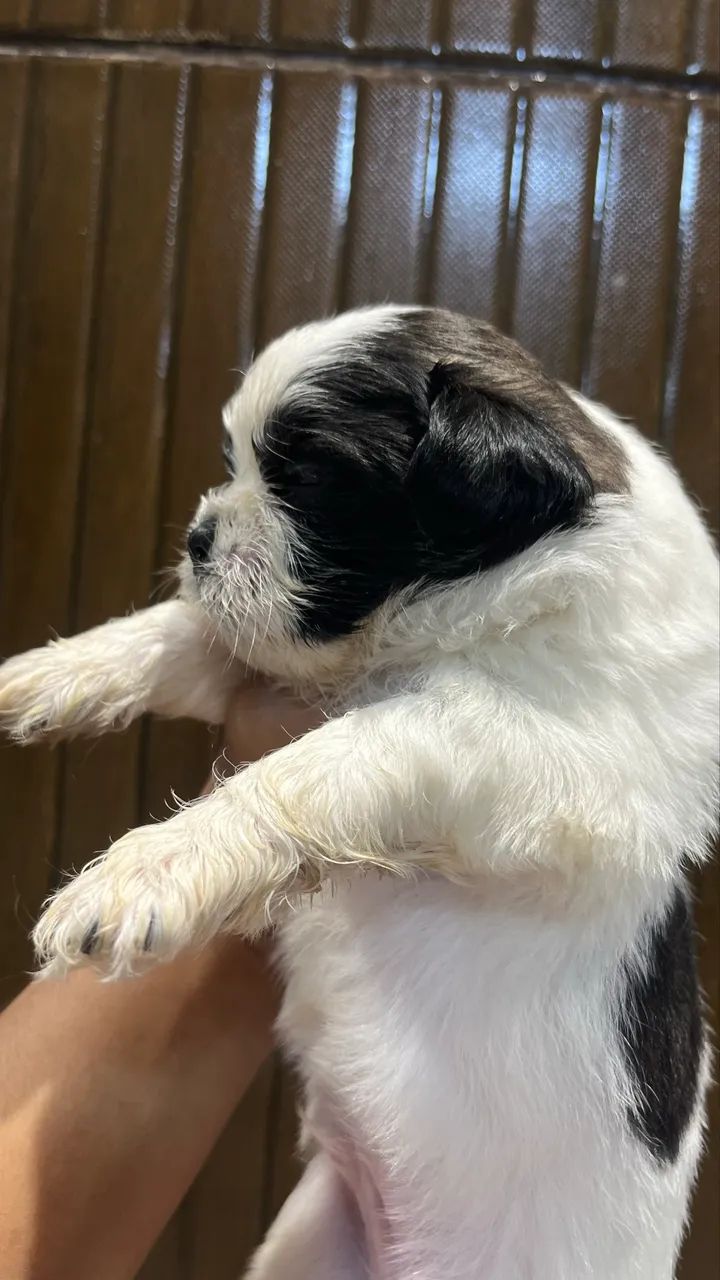 Cachorro Shi tzu original - Foto 4