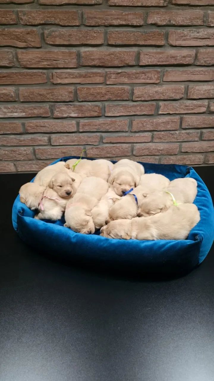 Lindos e Fofuxos Filhotes de Golden Retriever - Com Pedigree e Vacinados - Foto 5