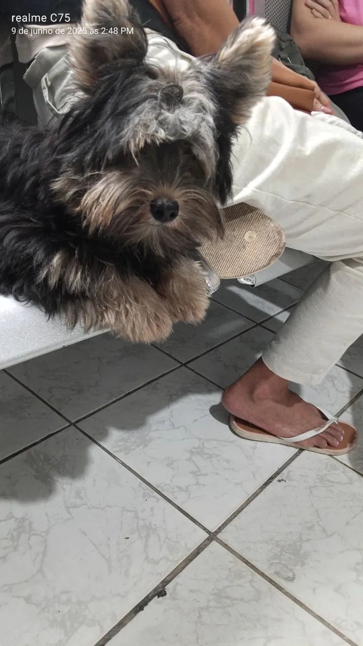 Procura se namorada - Foto 2
