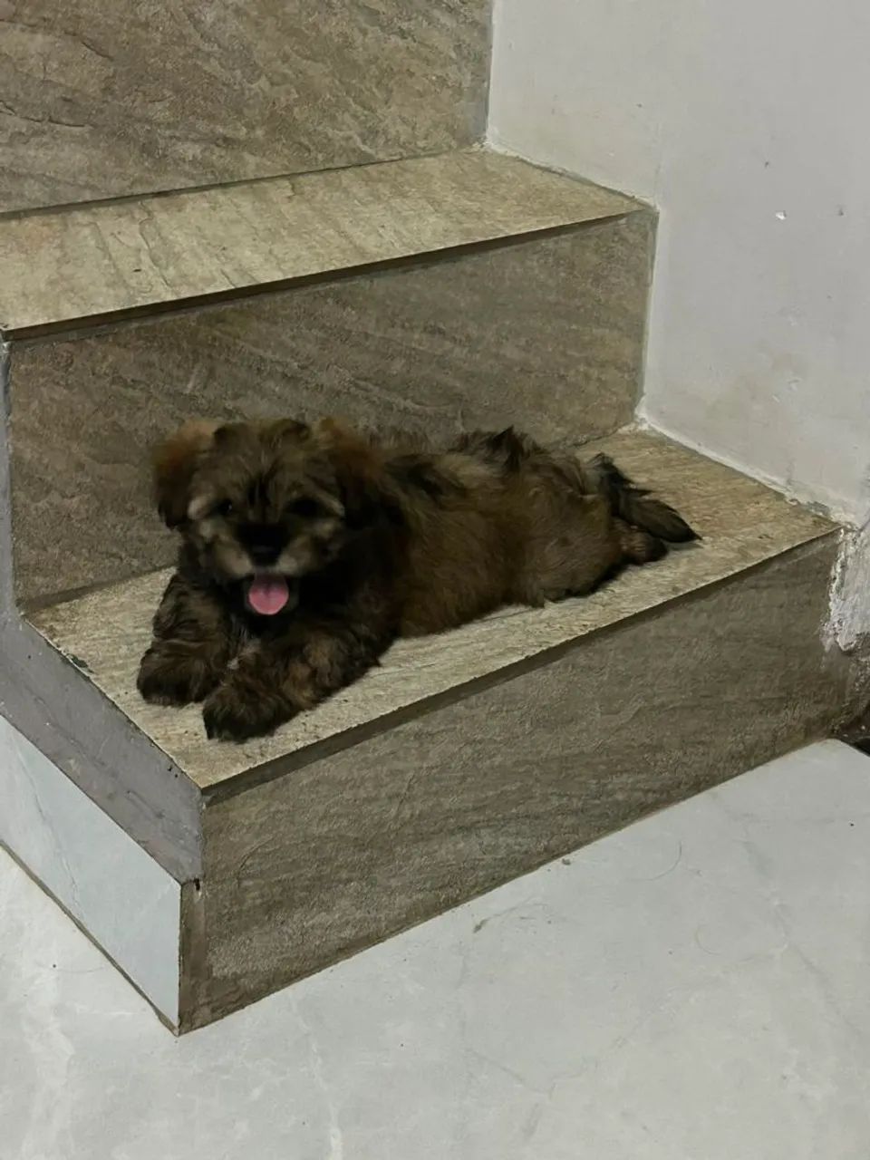 Lhasa Apso macho  - Foto 4