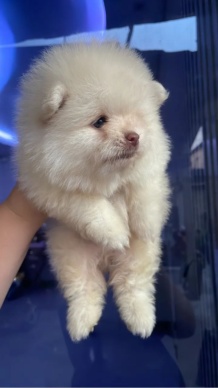 Cachorro - Foto 4