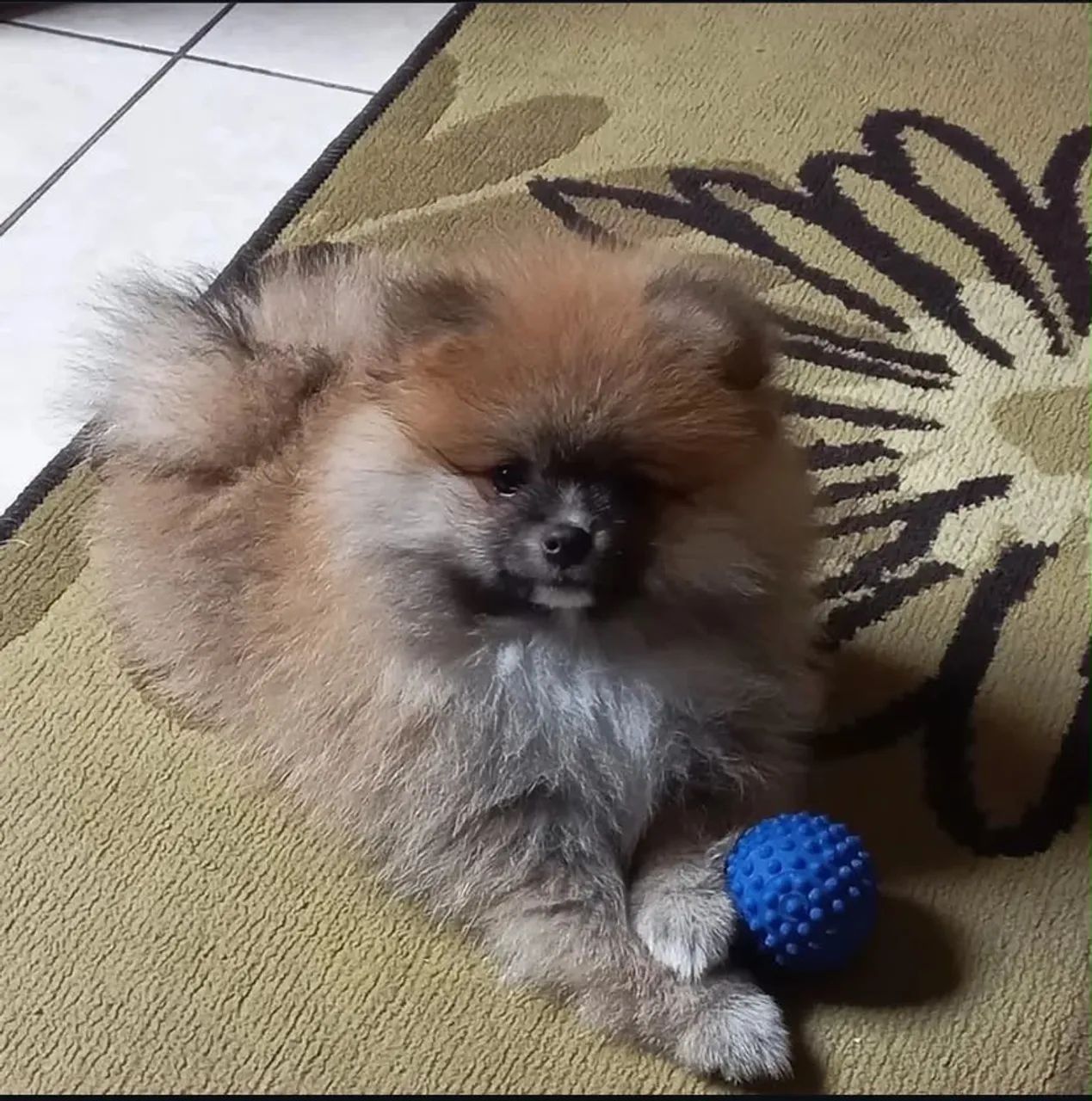 DOAÇÃO!!! Chama no wpp *