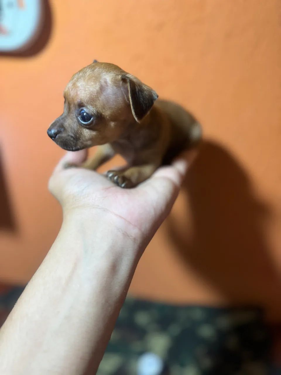 Filhotes Pinscher micro e zerinho  - Foto 2