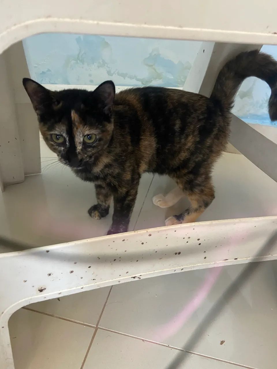 Gatinha - Foto 2
