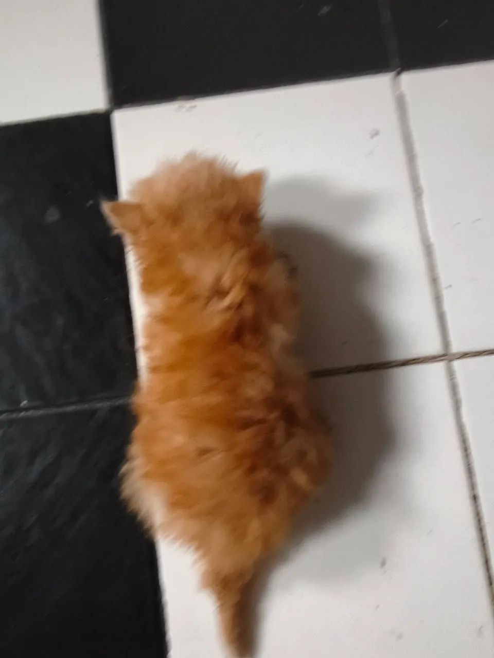 Filhote Persa 50 dias 