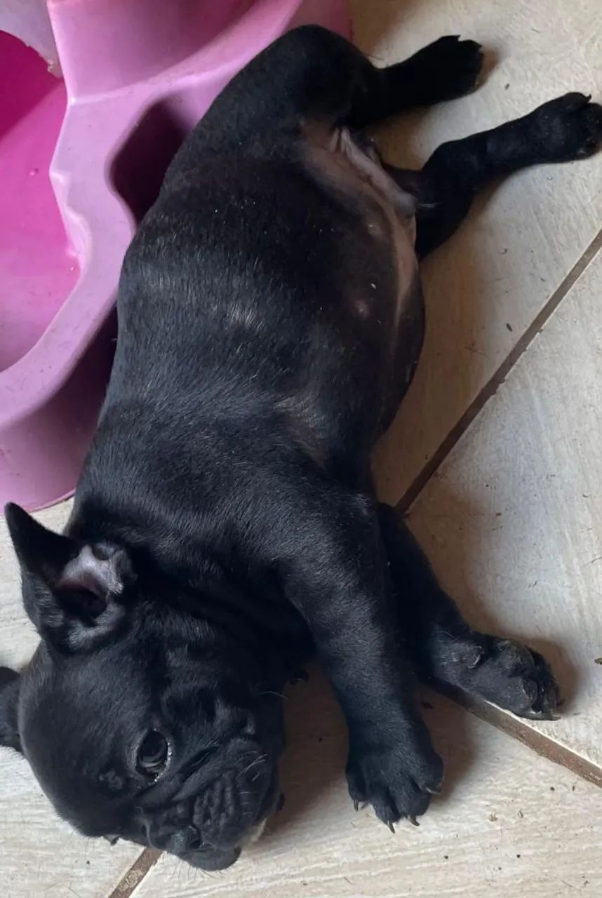 Bulldog francês  - Foto 3