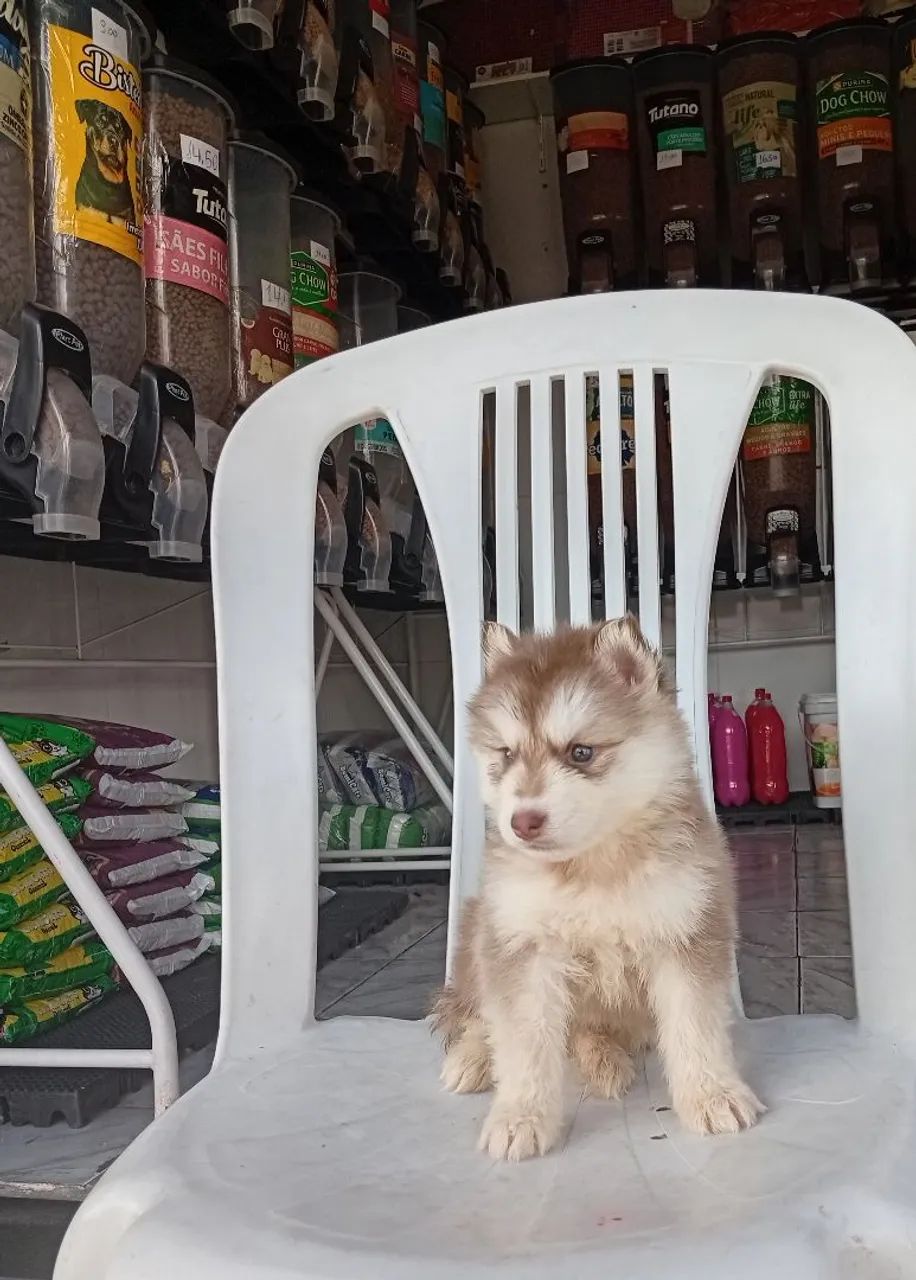 Husky siberiano fêmea