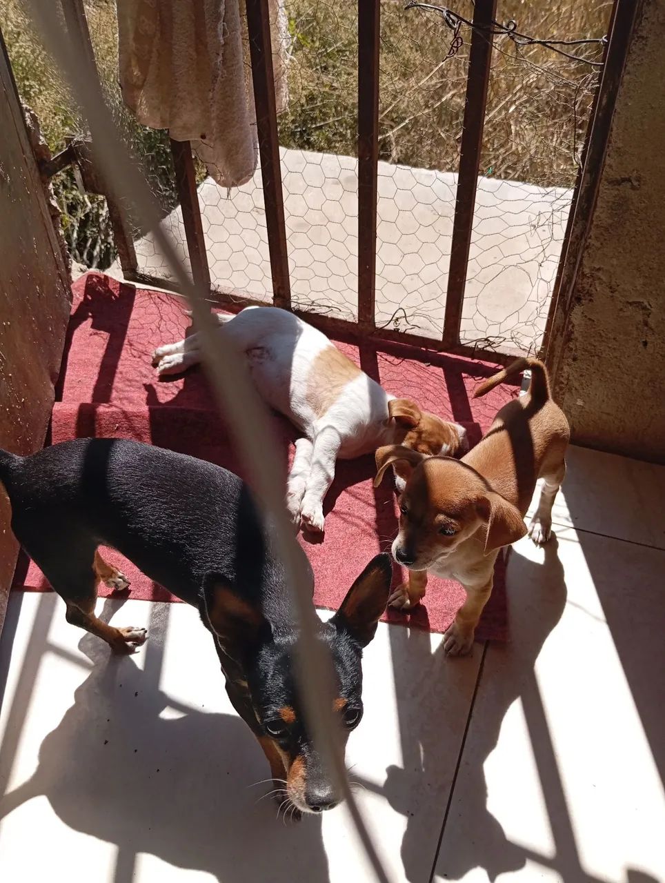 Pinscher 1, macho caramelo  - Foto 4