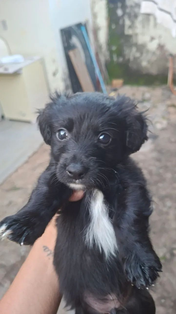 Doação de cachorrinho