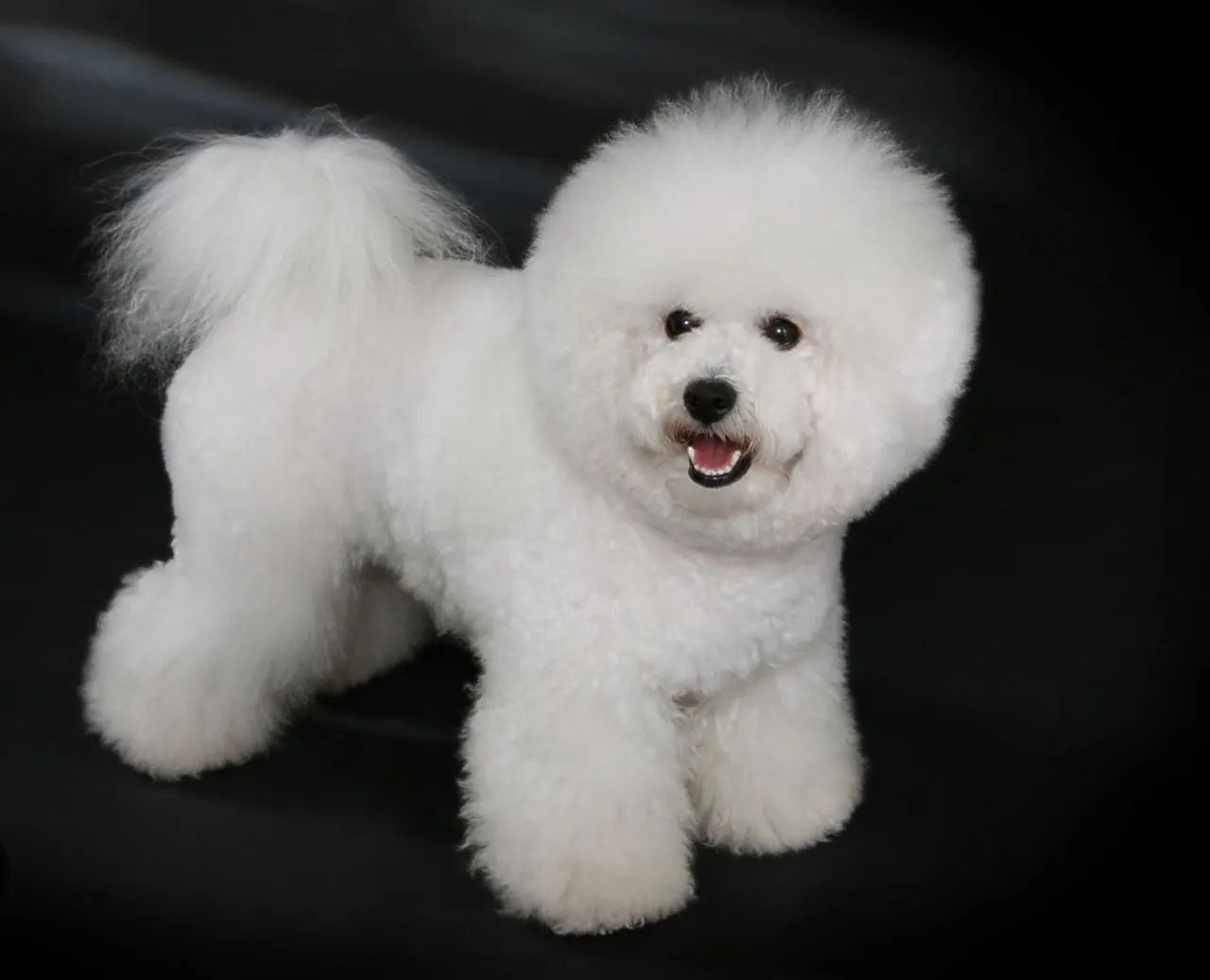 Bichon frise - Foto 2