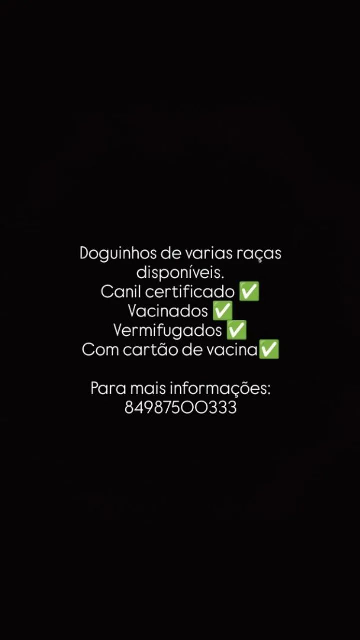 Cachorros disponíveis 