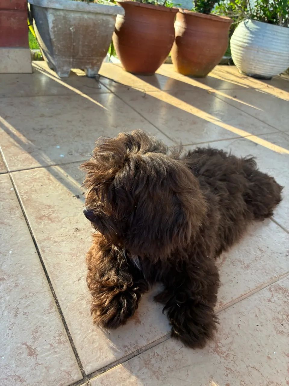 Filhote Cockapoo - Foto 2